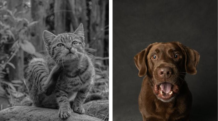 A scratching cat on the left and a surprised brown dog on the right.