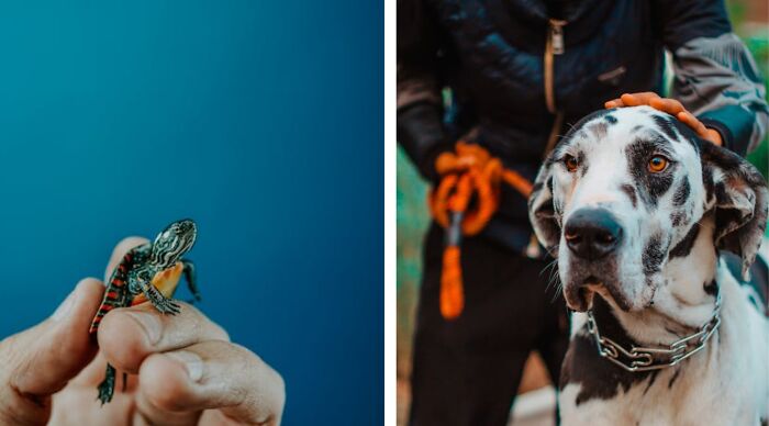 Hand holding a small turtle and a large dog being petted.