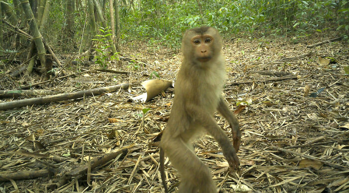 Pig-Tailed Macaque