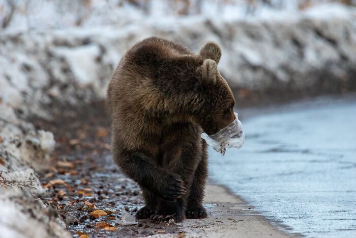 Environmental Impact, Finalist: Poor Bear By Udvardi Jeno