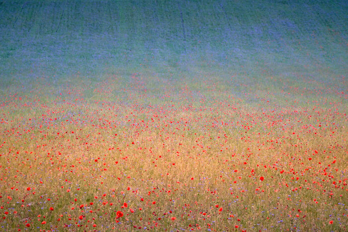 Poppies & Cornflowers