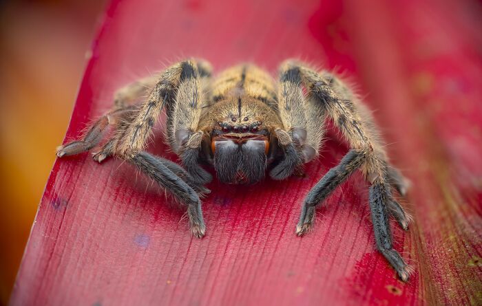 Macrophotography, Finalist: Pretty In Pink By Laurent Hesemans