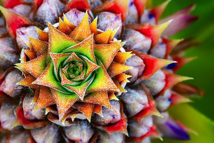 Plant Life, Finalist: Prickly By Christopher Baker