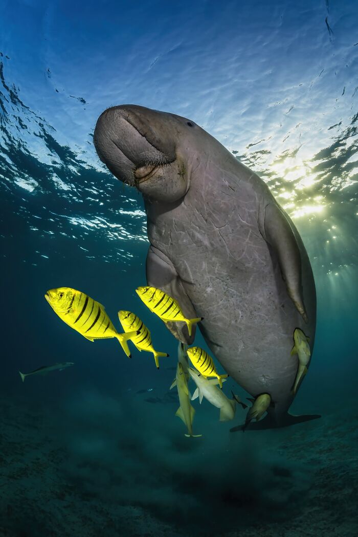 Underwater, Finalist: Rare Encounter By Remuna Beca,