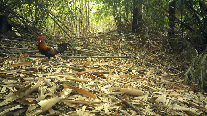 Red Jungle Fowl, Nam Khong National Park, Laos