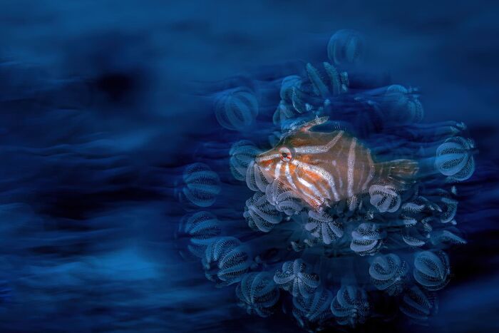 Underwater, Finalist: River Of Time By Kwon Chan