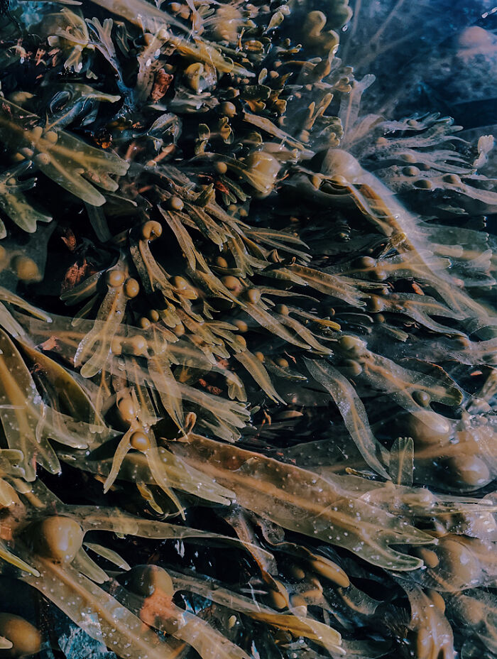 Student, 2nd Place: The Liminal Shore Portfolio By Alona Petliarska