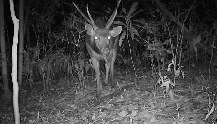 Sambar