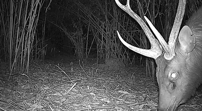 Sambar (Rusa Unicolor), Nam Khong National Park, Laos