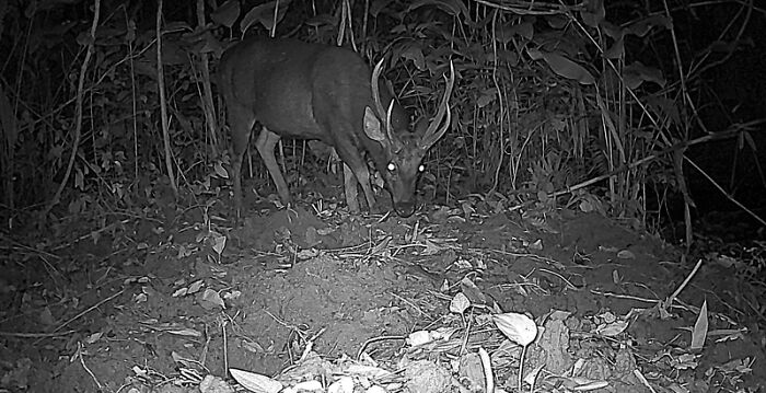 Sambar In Pu Mat National Park, Vietnam