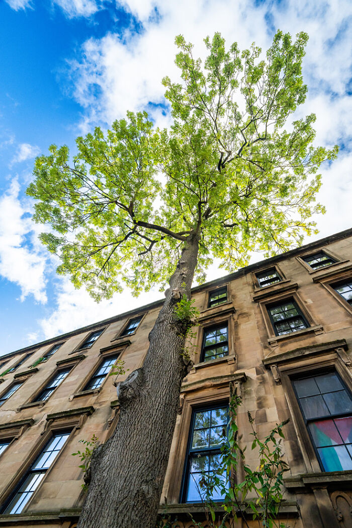 Scottish Landscape - Urban Greenspace, 2nd Place: UK's Best Tree. Glasgow By Libby Penma