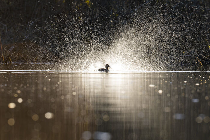 Scottish Wildlife Behaviour, 3rd Place: Champagne Bath By Stephen Rodger