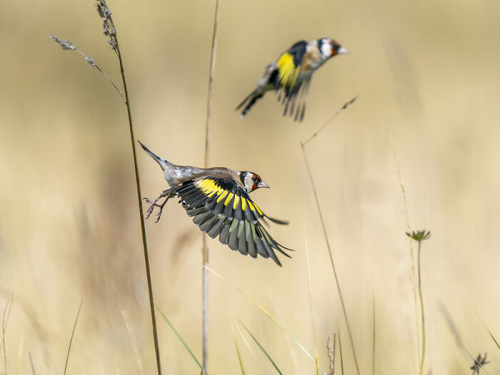 Scottish Wildlife Portrait, 3rd Place: Goldfinches Taking Flight By Caroline Erolin