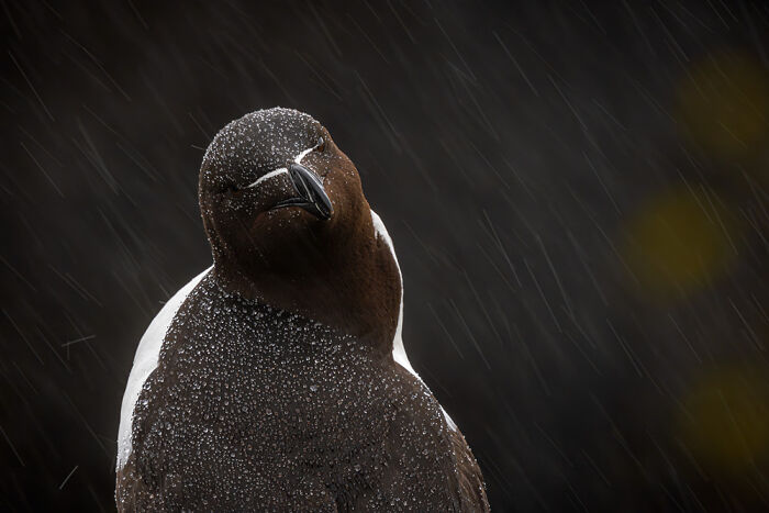 Scottish Wildlife Portrait, 2nd Place: Razorbill In The Rain By Steve Adam