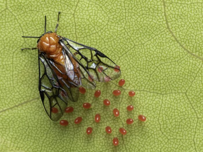 Macrophotography, Finalist: Seeds Of Life By Alicia Luna