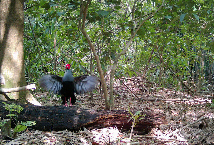 Siamese Fireback