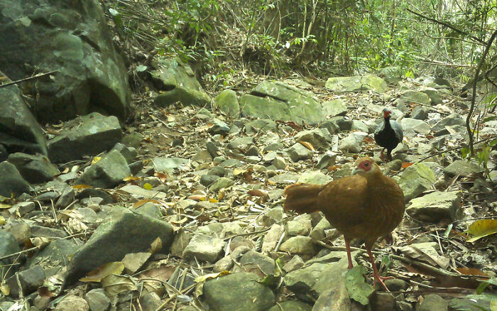 Silver Pheasant (Lophura Nycthemera), Nam Khong National Park, Laos