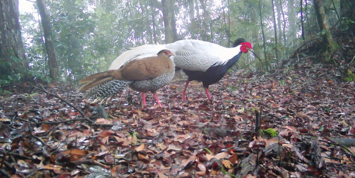 Silver Pheasant In Pu Mat National Park, Vietnam
