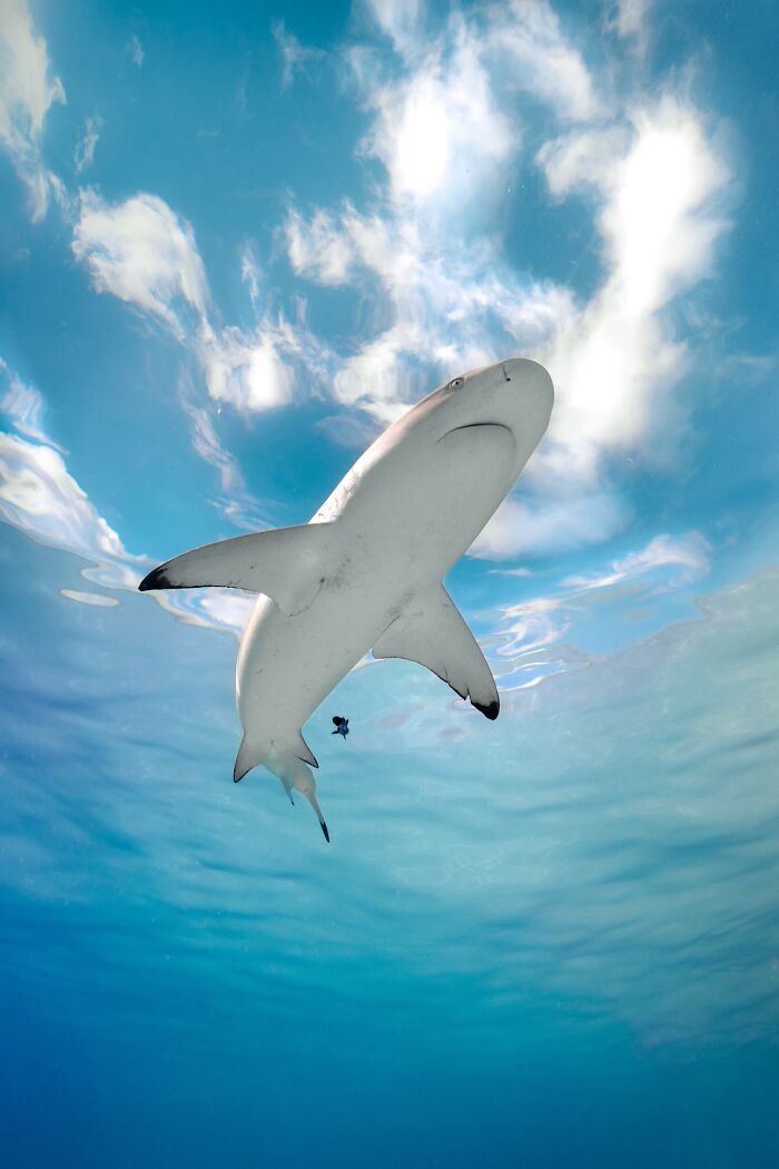 Underwater, Finalist: Sky Shark By Jono Allen