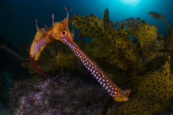 Underwater, Finalist: Snout And About By Daniel Sly