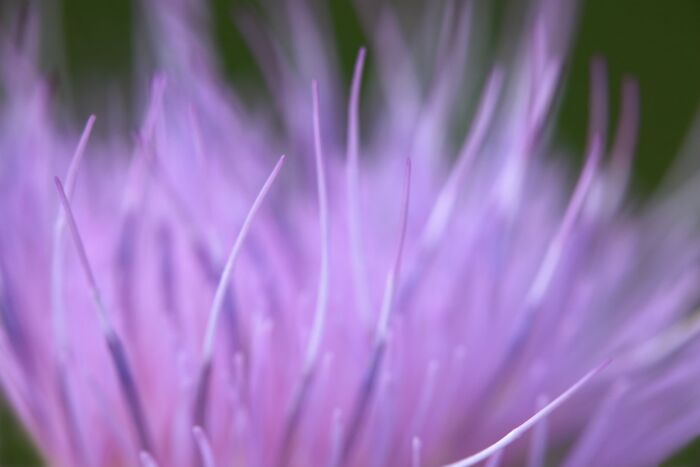 Plant Life, Finalist: Softness By Kevin Cloughley