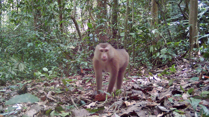 Southern Pig-Tailed Macaque In Chu Mom Ray National Park