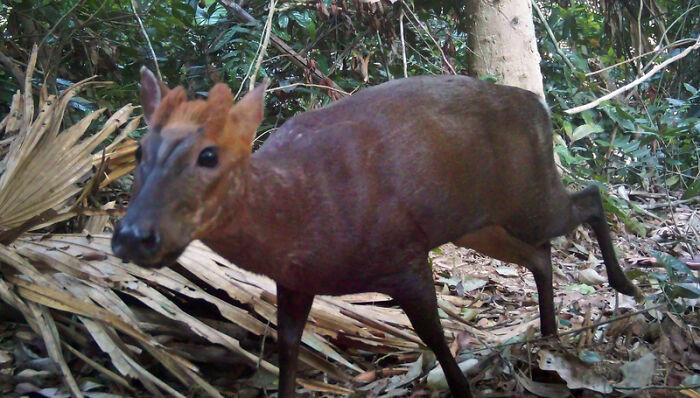 Species Annamite Muntjac Place Pu Mat National Park, Vietnam