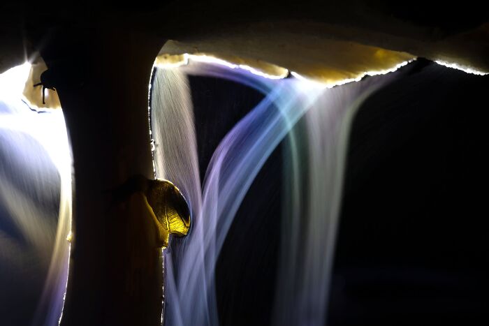 Macrophotography, Winner: Sporing Party By Indranil Basu Mallick