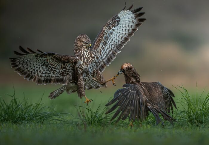 Birds, Finalist: Strike From Above By Panagiotis Xaxiris