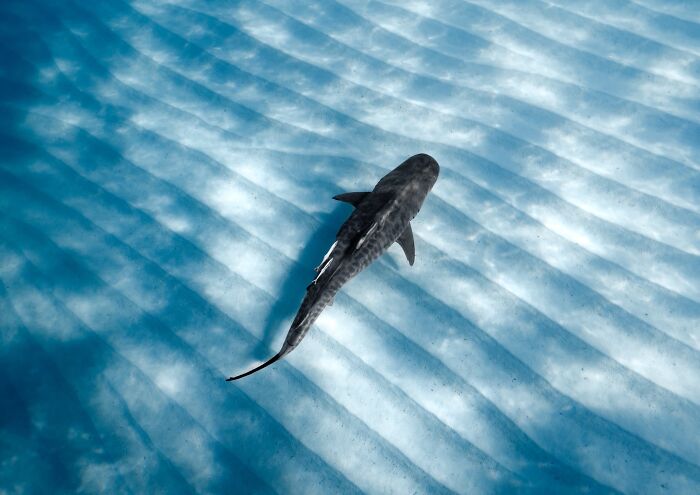 Underwater, Finalist: Stripes On Stripes By Caitlin Grace