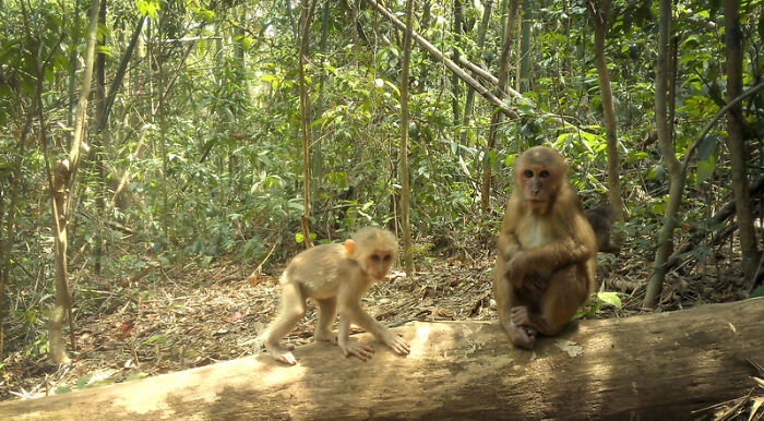 Stump-Tailed Macaque