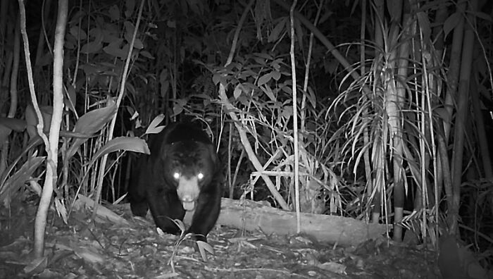 Sun Bear