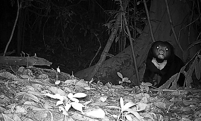Sun Bear (Helarctos Malayanus), Nam Khong National Park, Laos