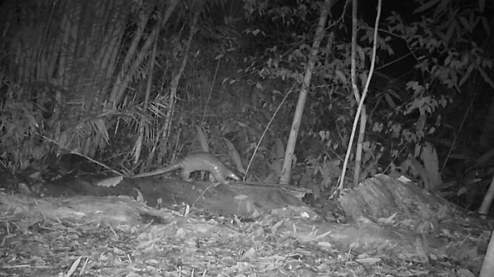 Sunda Pangolin In Chu Mom Ray National Park