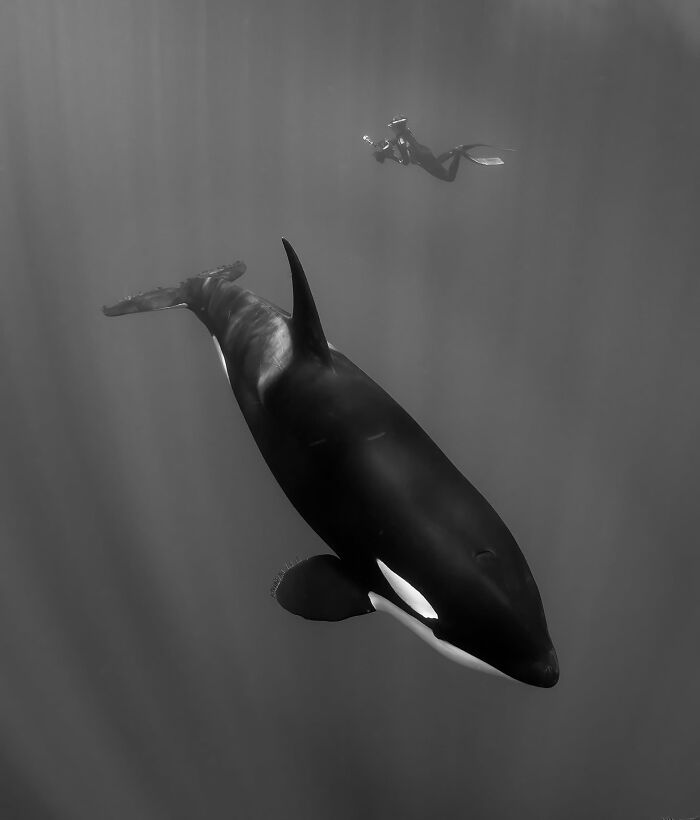Sharing The Planet, Finalist: Swimming With An Apex Predator By Angela J Sanchez
