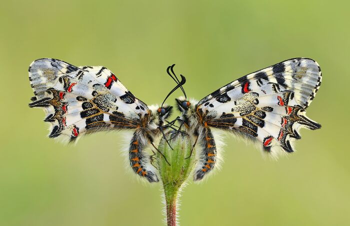 Macrophotography, Finalist: Symmetry By Hasan Baglar