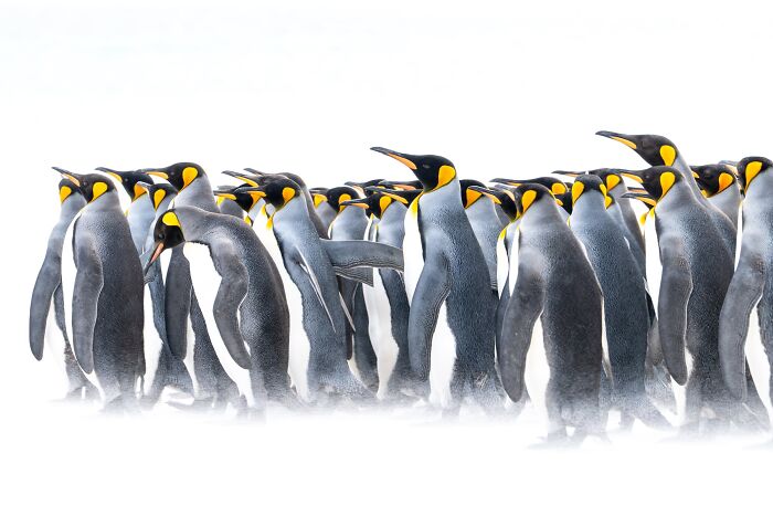 Wildlife, Finalist: The Chorus Of Silence By Thomas Andy Branson
