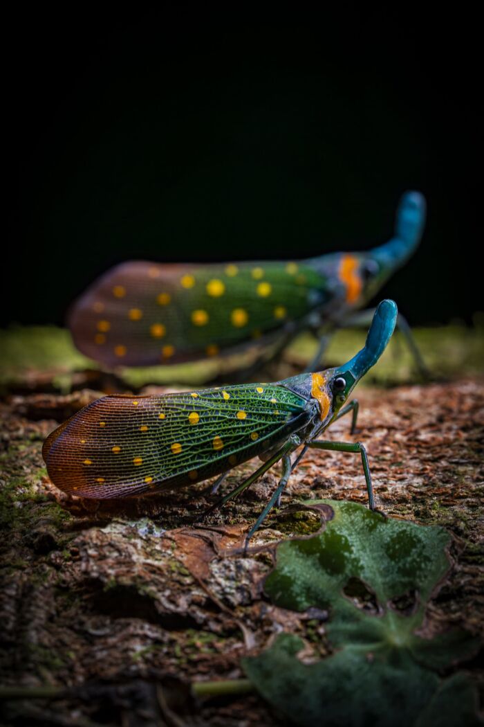 Macrophotography, Finalist: The Enchanted Duo By Khaichuin Sim