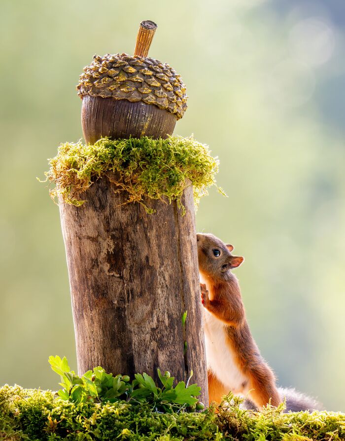 Funny Nature, Finalist: The Golden Acorn By Stan Bouman