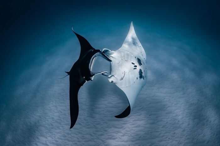 Underwater, Finalist: The Manta Dance By Daniel Browne