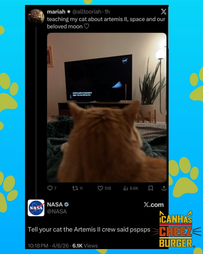 The Original Cat Meme Page Is Still Going Strong: Here Are Some Of The Funniest Posts From I Can Has Cheezburger (50 Pics)