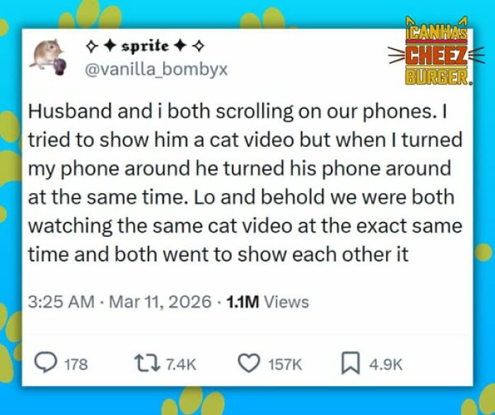 The Original Cat Meme Page Is Still Going Strong: Here Are Some Of The Funniest Posts From I Can Has Cheezburger (50 Pics)