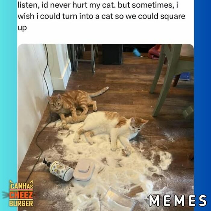 The Original Cat Meme Page Is Still Going Strong: Here Are Some Of The Funniest Posts From I Can Has Cheezburger (50 Pics)