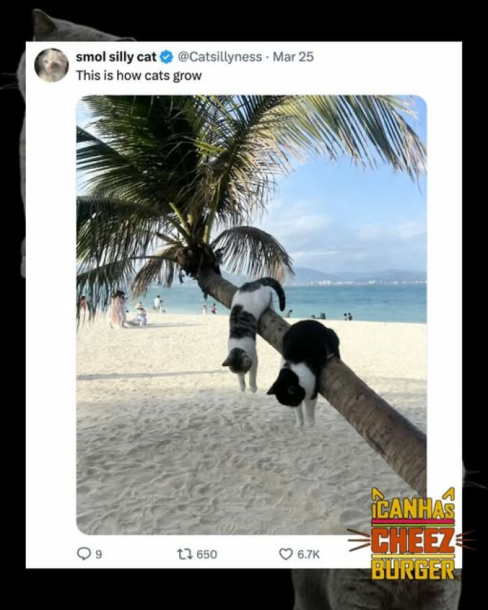 The Original Cat Meme Page Is Still Going Strong: Here Are Some Of The Funniest Posts From I Can Has Cheezburger (50 Pics)