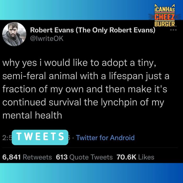 The Original Cat Meme Page Is Still Going Strong: Here Are Some Of The Funniest Posts From I Can Has Cheezburger (50 Pics)