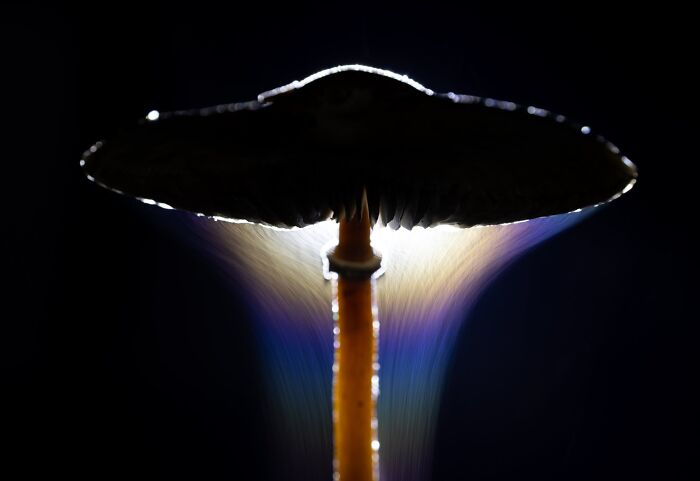 Plant Life, Finalist: The Parasol's Release By Indranil Basu Mallick