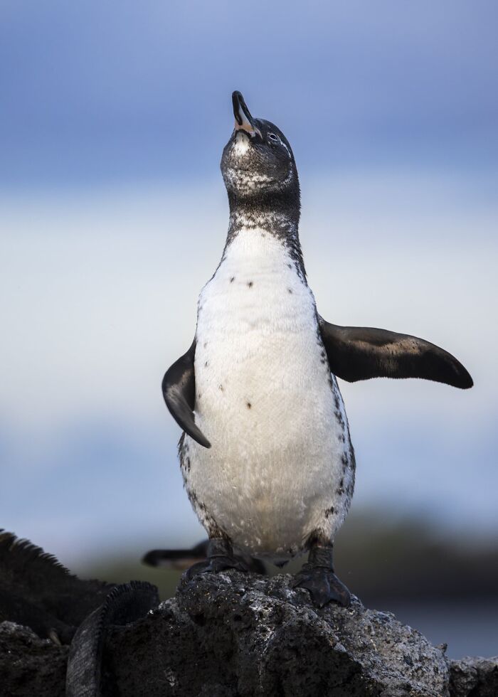 Funny Nature, Finalist: The Performer By Trevor Laclair