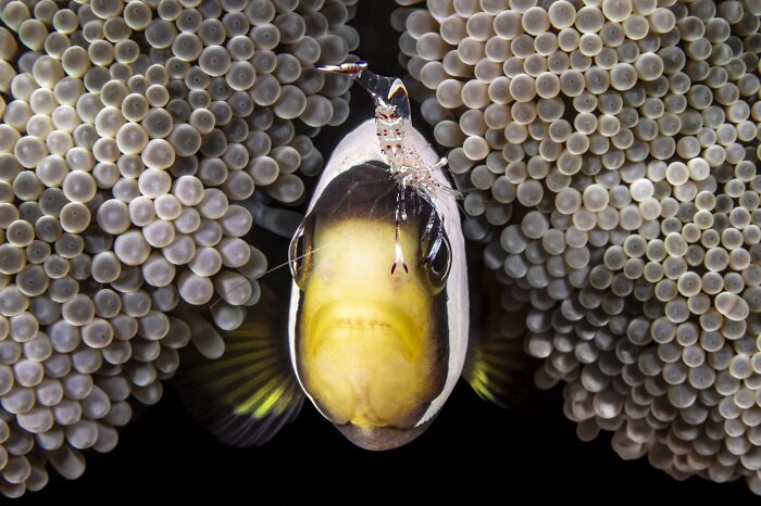 Underwater, Finalist: The Pinch By Fabi Fregonesi,