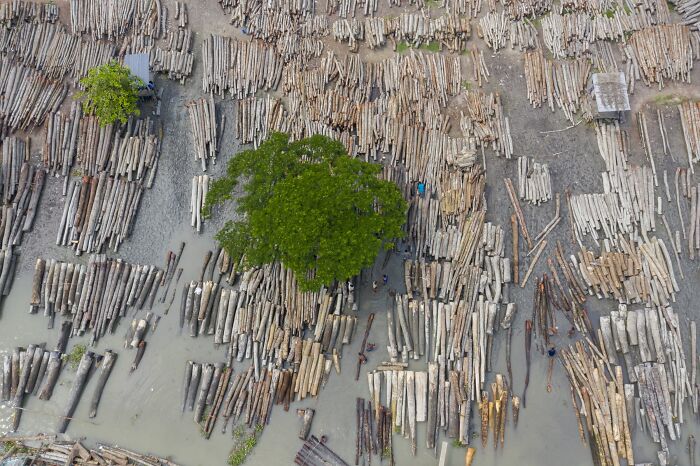 Environmental Impact, Finalist: The River Of Fallen Trees By Muhammad Mostafigur Rahman