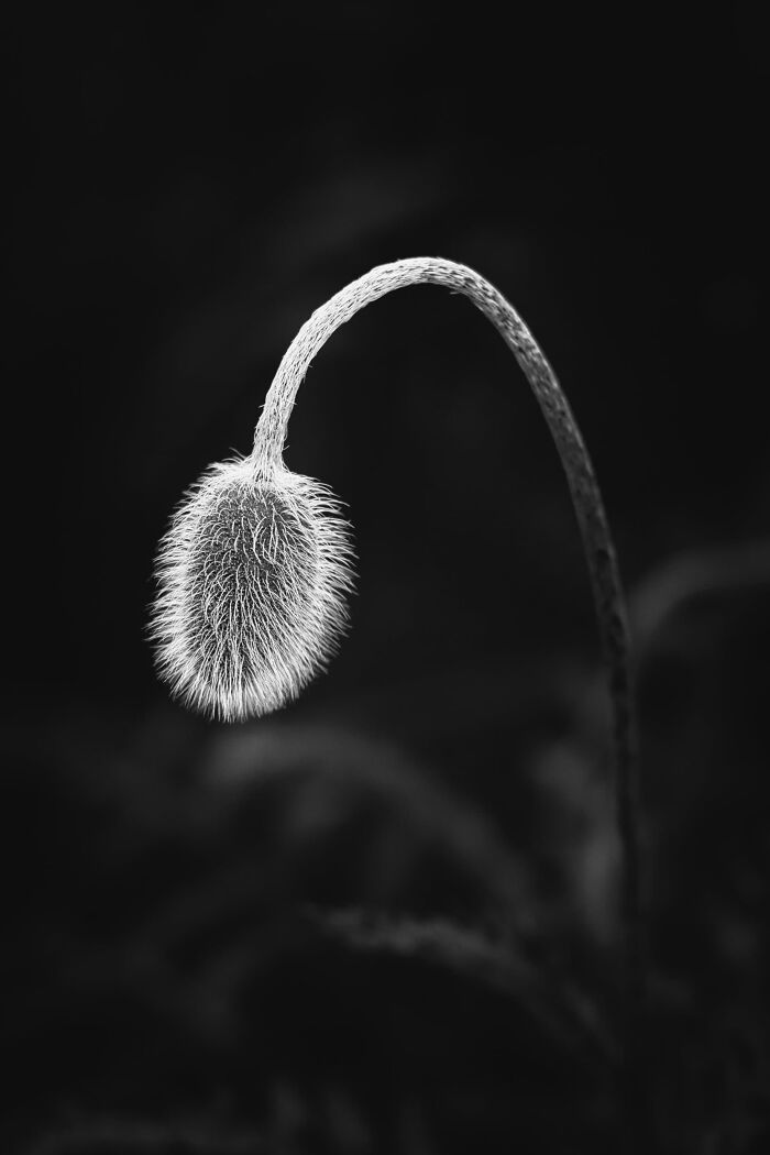Plant Life, Finalist: The Beginning By Pawel Jaroniewski